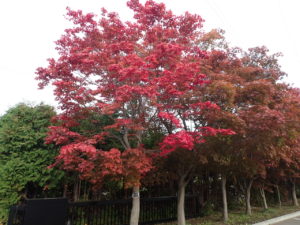 ヤマモミジ　駐車場
